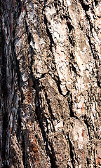 Image showing pine bark