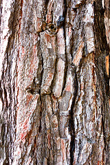 Image showing pine bark