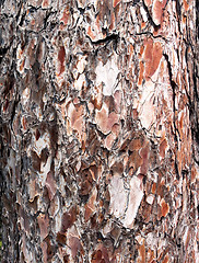Image showing pine bark