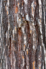 Image showing pine bark