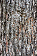 Image showing pine bark