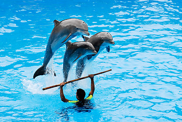Image showing Jumping dolphins