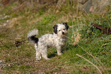 Image showing Small dog in nature