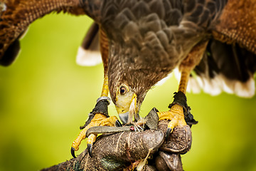 Image showing Eating raptor bild