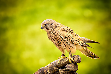 Image showing sitting hawk