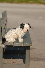 Image showing Dog on bench
