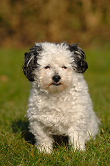 Image showing Sweet small dog