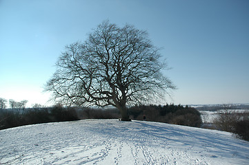 Image showing Tree at winter time