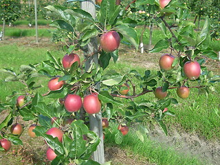 Image showing Apples