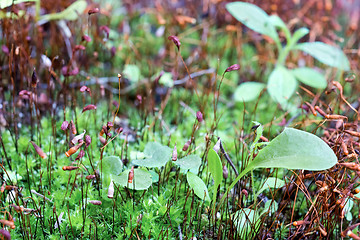 Image showing Macro landscape.