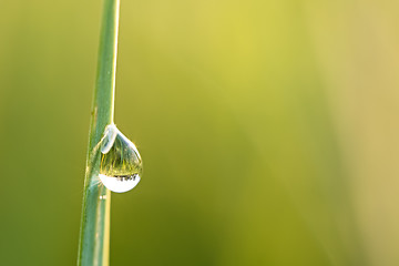 Image showing Water drop on a stalk of grass.