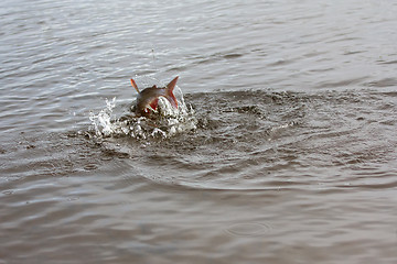 Image showing grayling fishing Northern fish