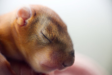 Image showing baby squirrel wild child