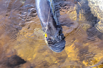 Image showing pike over 10kg caught a few times in life