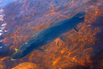 Image showing large 10kg pike inaccessible rivers and lakes