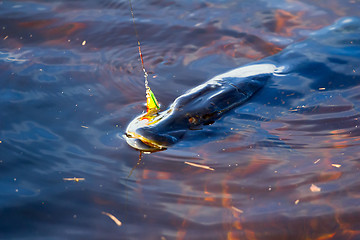 Image showing pike fishing big 10kg Northern fish