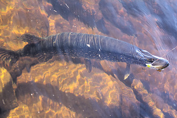 Image showing large 10kg pike in the clear river fishing