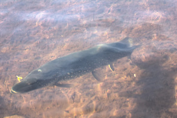 Image showing ery large 10 kg pike underwater with a spoon