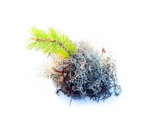 Image showing natural moss decoration on white background