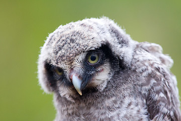 Image showing Cute fluffy owlet