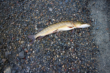 Image showing pike caught on the shores of the polar lake