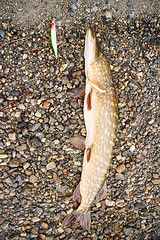 Image showing summer pike of large size for the bait