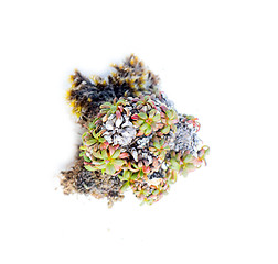 Image showing natural moss decoration on white background