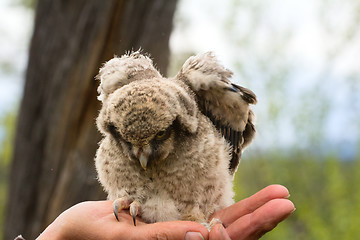 Image showing Trusting owlet sitting on ornithologist hand