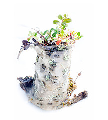 Image showing spring stump of a very old and natural on a white background