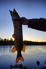 Image showing pike fishing big Northern fish