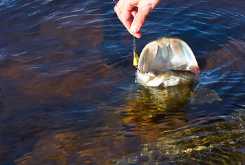 Image showing  jaws of a pike with teeth