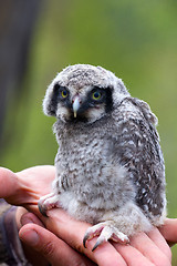 Image showing cute little devil: mystic bird