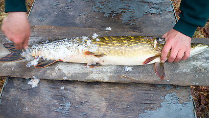 Image showing Pike fish meat for cooking