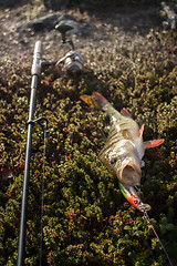 Image showing perch fishing Northern fish