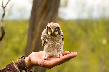 Image showing Hawk owl in a mountain forest