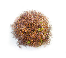 Image showing natural moss decoration on white background