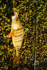 Image showing perch fishing Northern fish