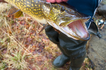 Image showing large pike inaccessible rivers and lakes