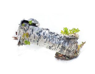 Image showing spring stump of a very old and natural on a white background