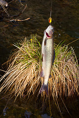 Image showing grayling fishing Northern fish