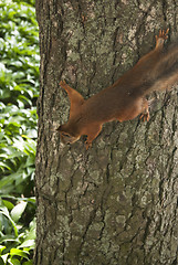 Image showing small squirrel on the tree eating nuts