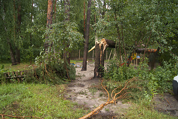 Image showing branches and trees after the hurricane