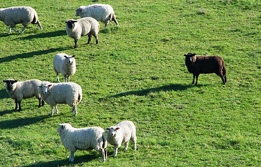 Image showing the black sheep