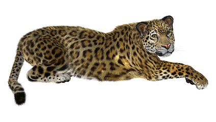 Image showing Big Cat Jaguar