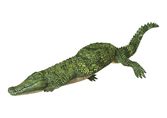 Image showing Crocodile