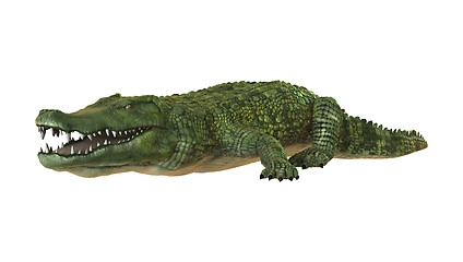 Image showing Crocodile