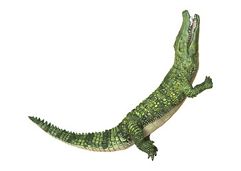 Image showing Crocodile