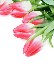 Image showing Spring Tulips