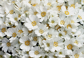 Image showing Flower Heads Background