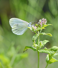 Image showing cabbage white butterfly